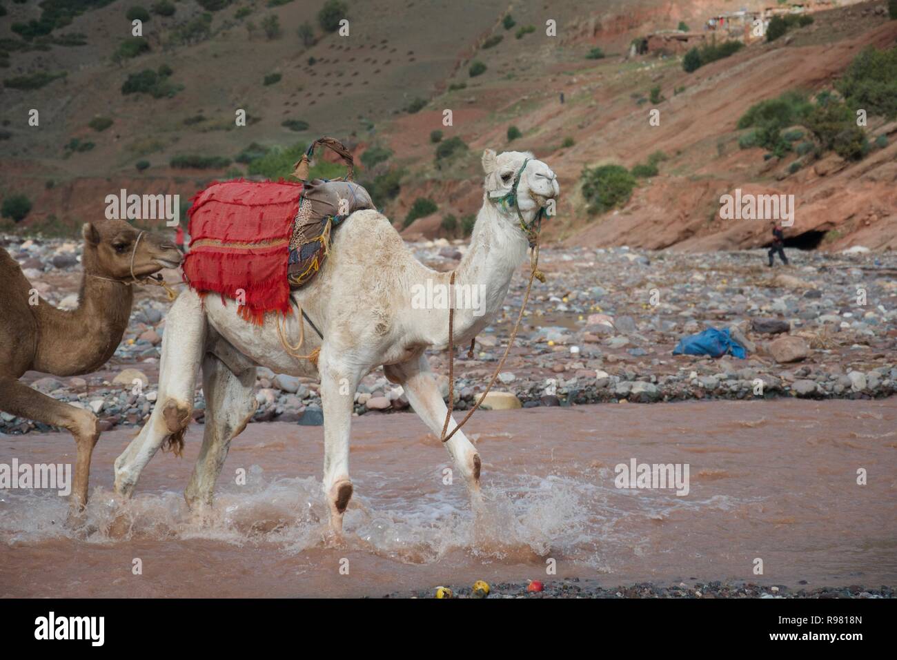 Ein Kamel, mit einem anderen Kamel hinter es gebunden, Spritzer durch ein Fluss in Marokko Stockfoto