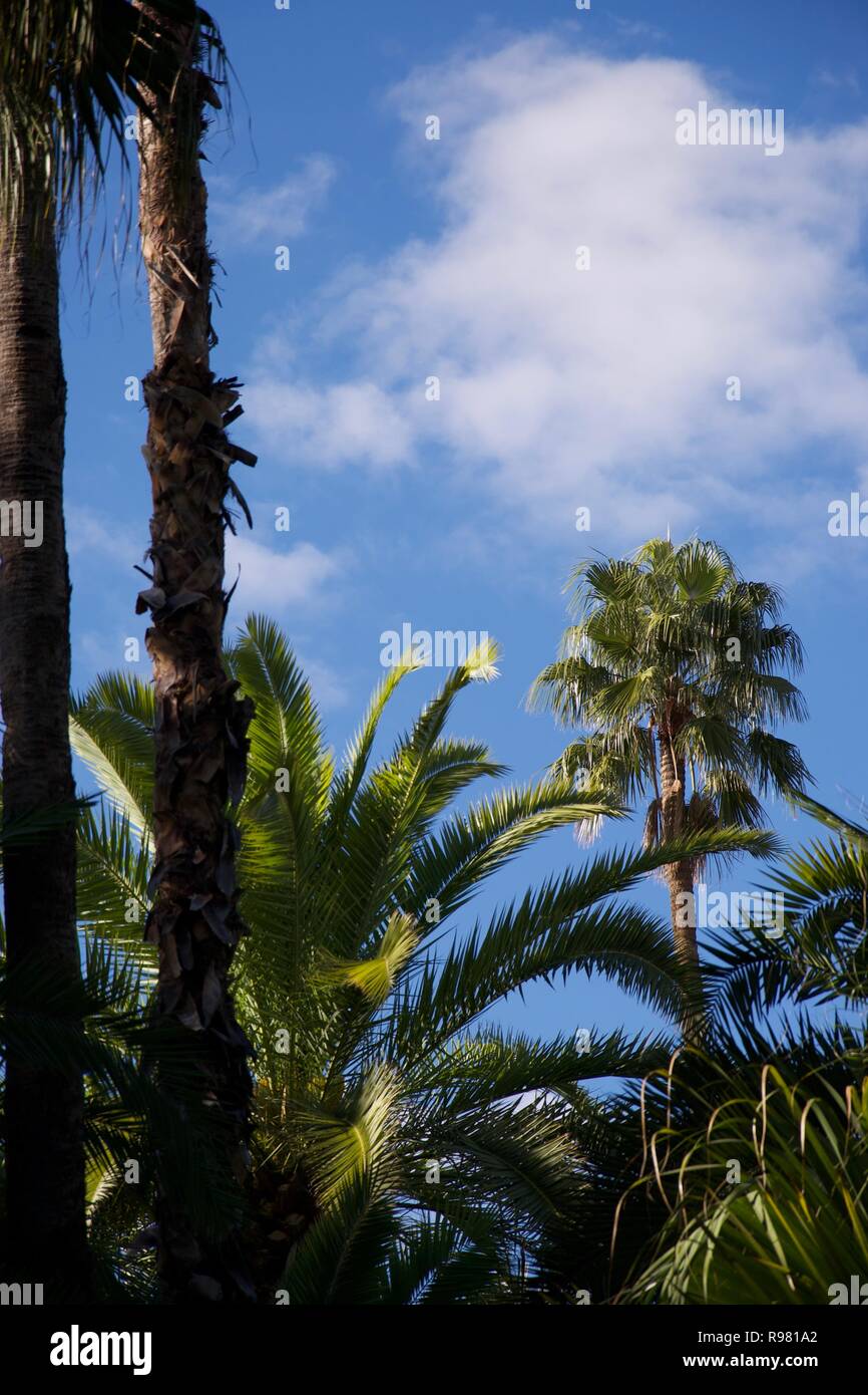Marokkanische Palmen und Pflanzen, die gegen ein helles Blau sommerlich Sky Stockfoto