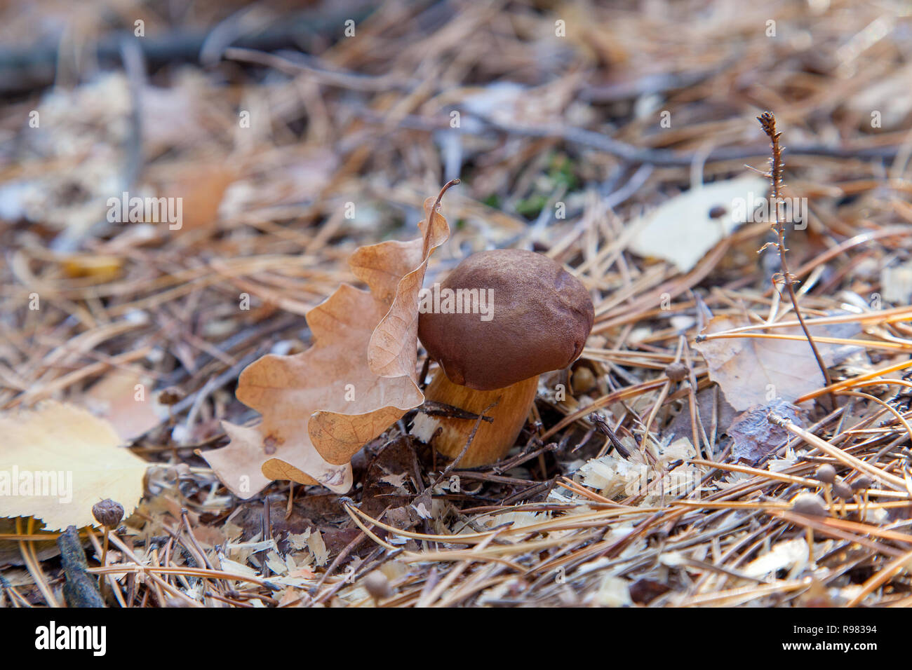 Essbare Wild Mushroom mit Kastanien Farbe Kappe und trockene Blätter in einem Herbst Pinienwald. Bucht bolete bekannt als imleria Badia oder Boletus badius mushroo Stockfoto