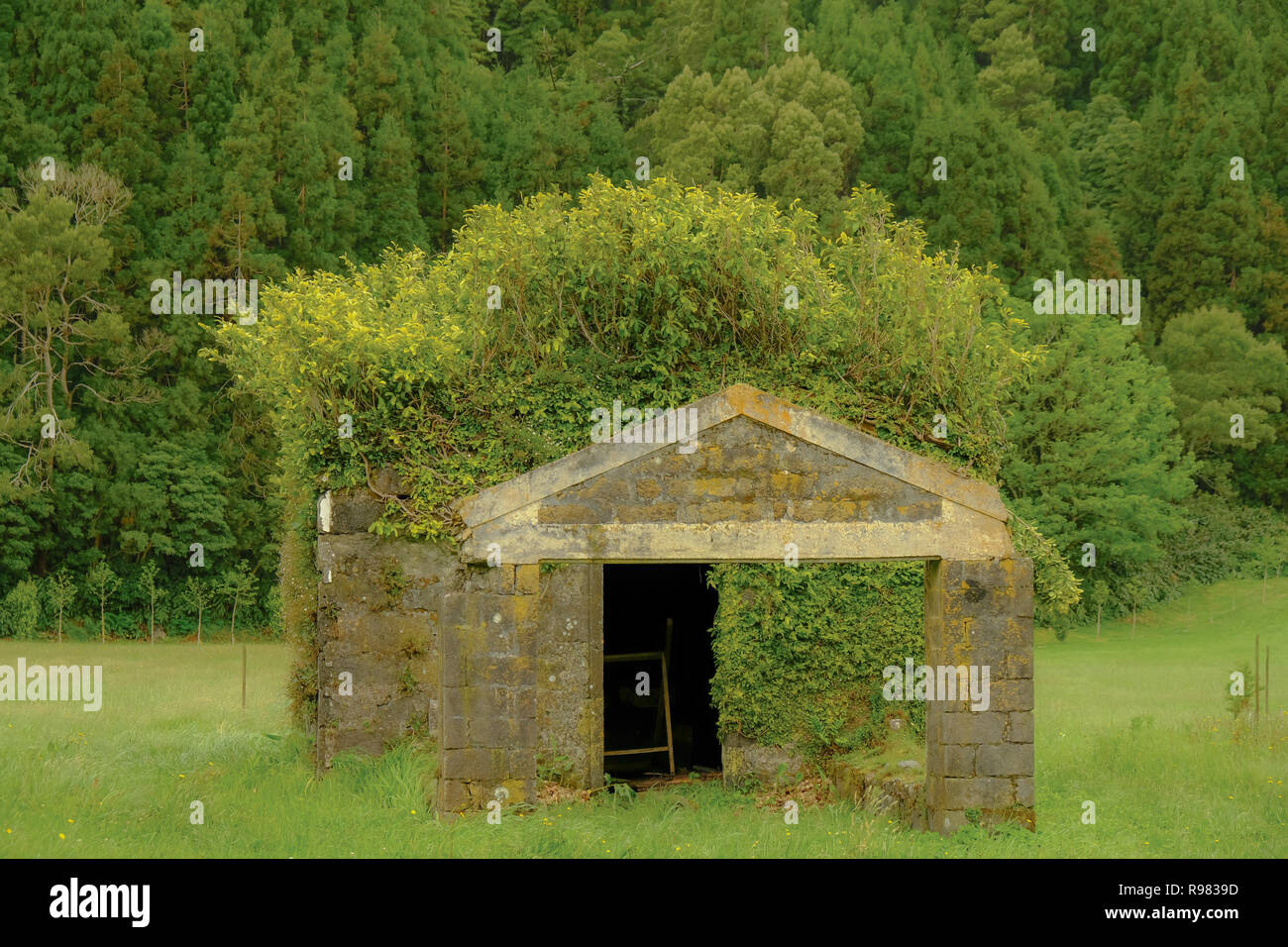 Rock Farm in Ruinen von Büsche zu werfen, die ihr das Aussehen eines seltsamen Haarschnitt. Erfassen alle in verschiedenen Schattierungen von Grün, mit der Natur tak Stockfoto