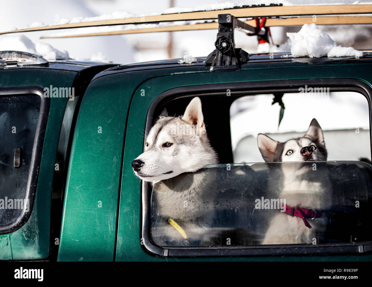 Zwei Schlittenhunde mit Blick auf ein Auto Fenster Stockfoto