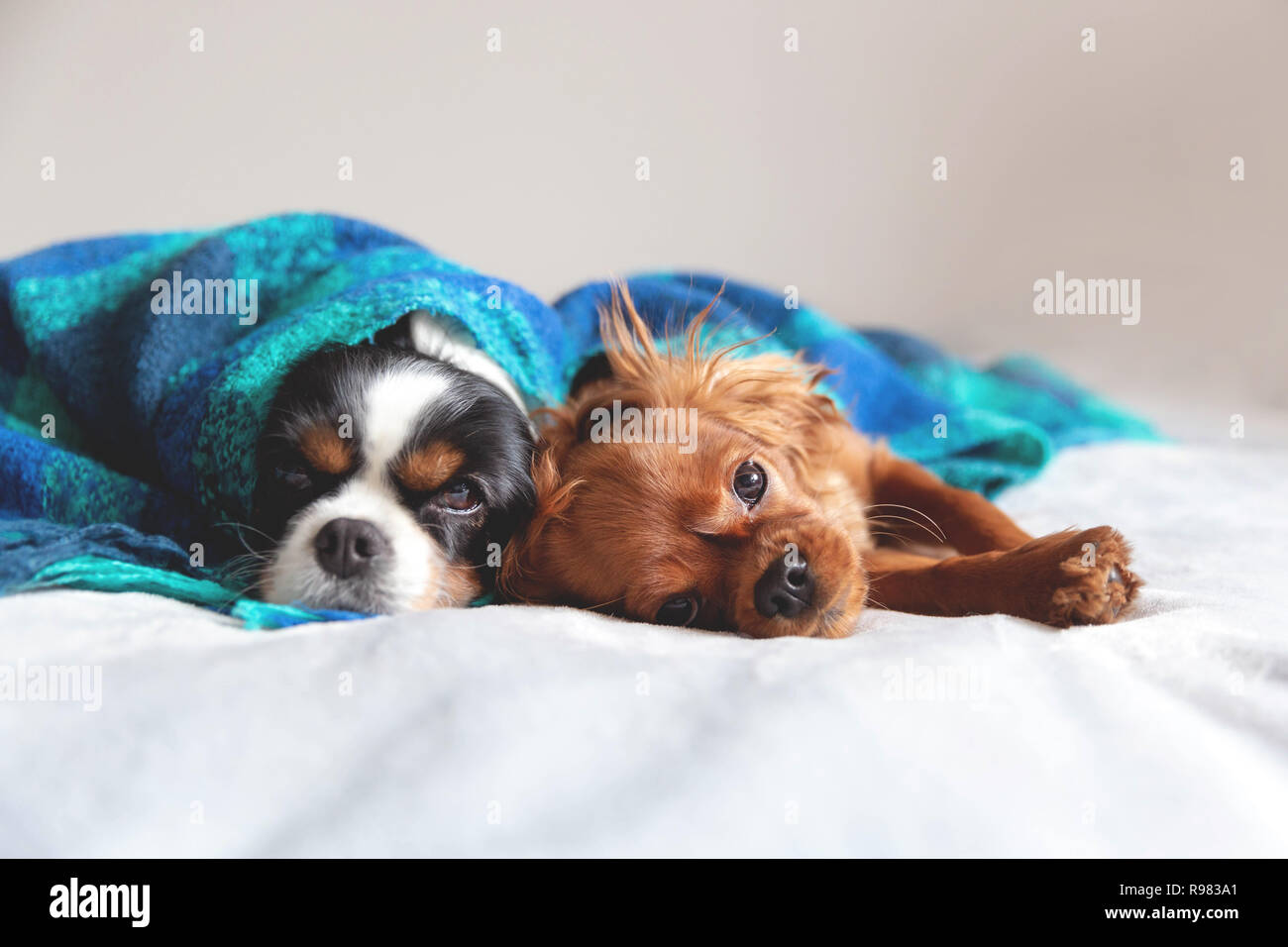 Zwei Hunde sleepeing zusammen unter der warmen Decke Stockfoto