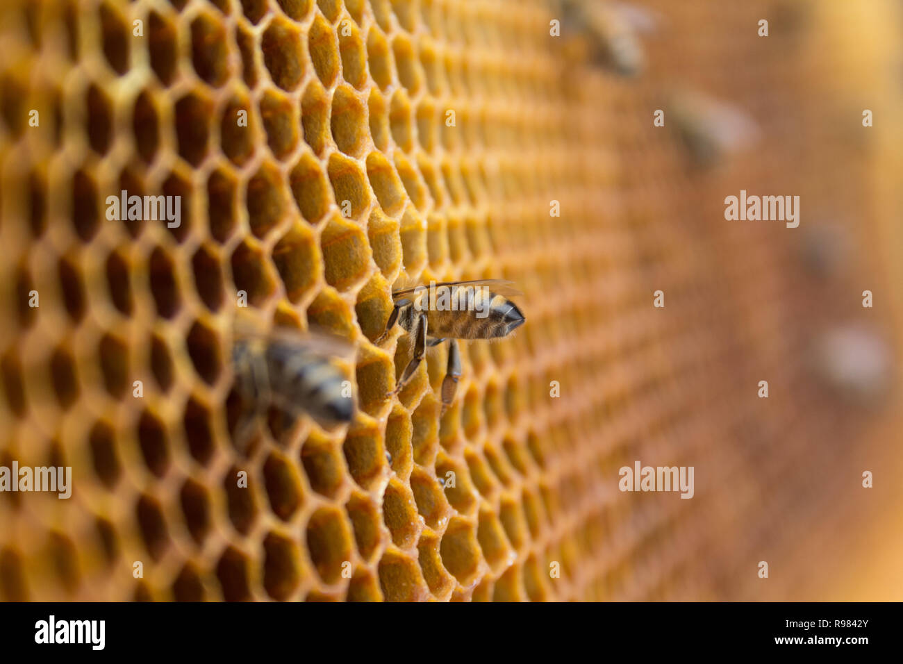 Honig Bienen auf einer Wabe im Bienenstock. Sechseckige wachs Struktur mit unscharfen Hintergrund. Stockfoto