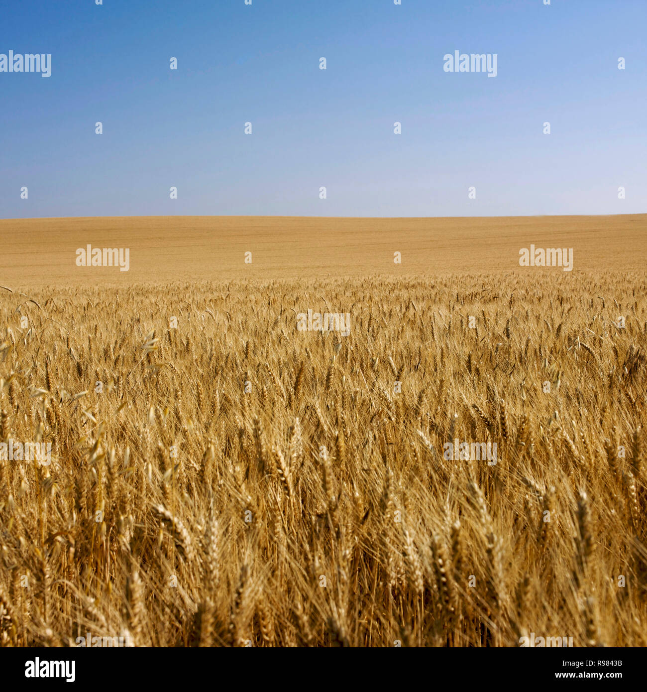 Bereich der Weizen und blauer Himmel, Auvergne, Frankreich Stockfoto
