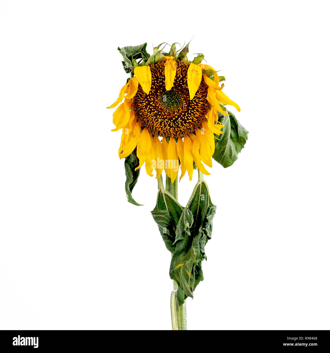 Verblasste Sonnenblume mit schiefen Kopf, Studio Shot Stockfoto