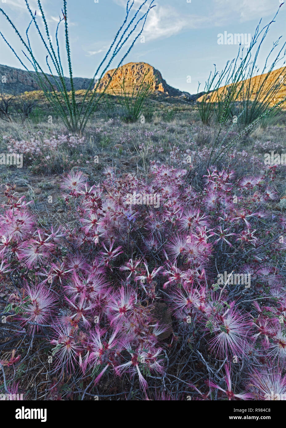 Fairy Duster Blumen variieren in Farbe je nach Boden, Sonne, und dem Alter der Blüte. Sie beginnen mit intensecolor und im Laufe der Zeit weiss verblassen. Stockfoto