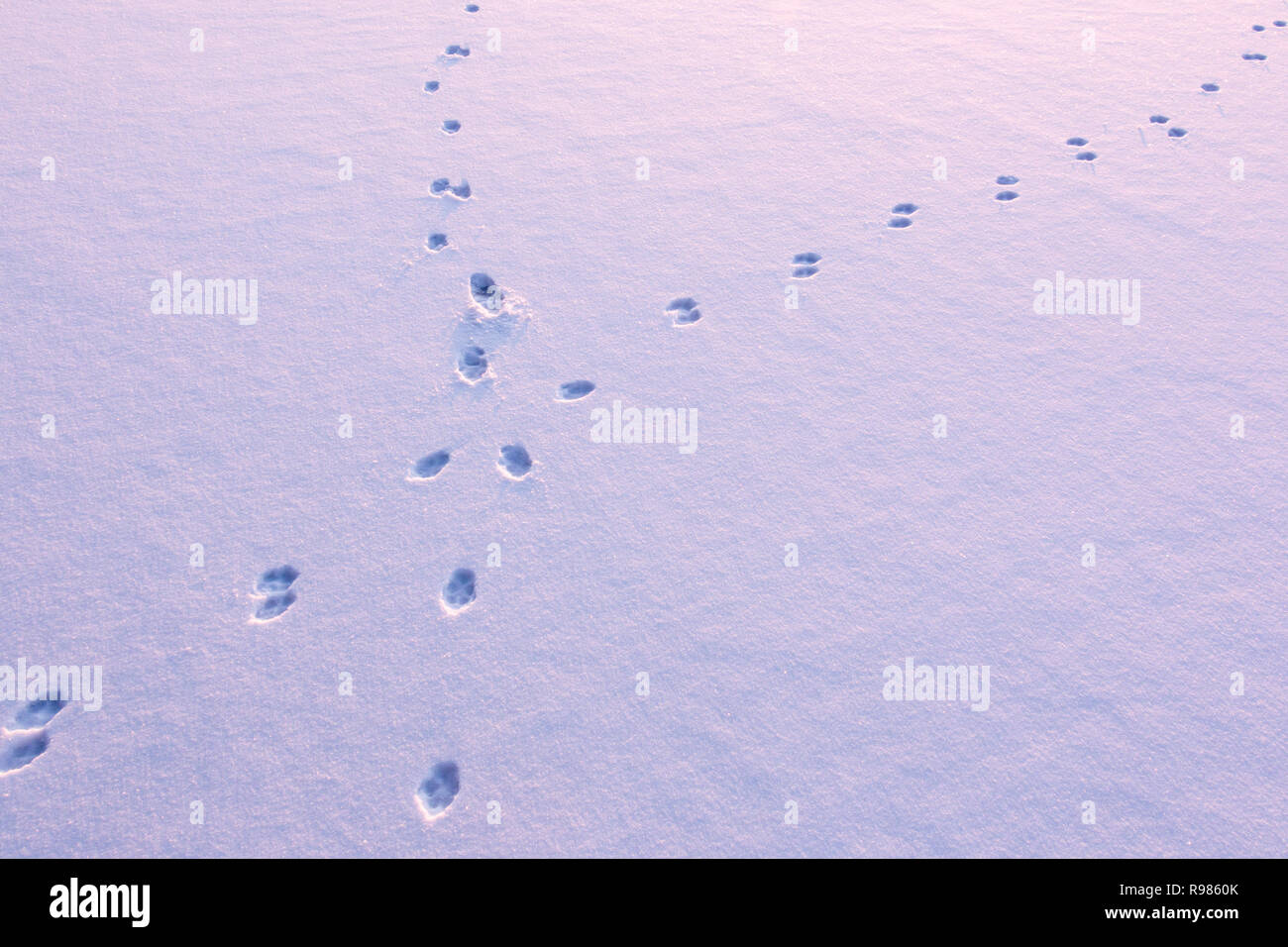 Tierspuren Überfahrt auf dem schneebedeckten Eis eines zugefrorenen See. Stockfoto