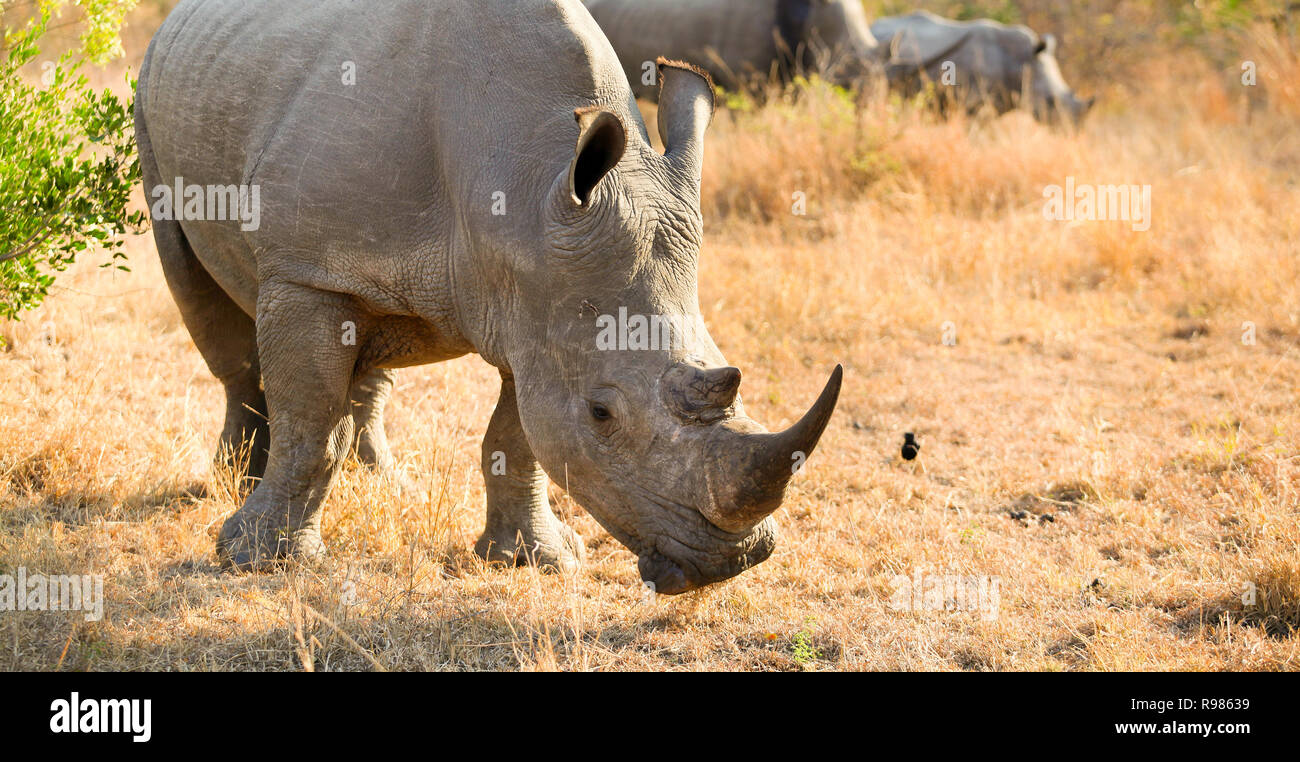 Nahaufnahme einer jungen afrikanischen White Rhino in einem Südafrikanischen Game Reserve Stockfoto