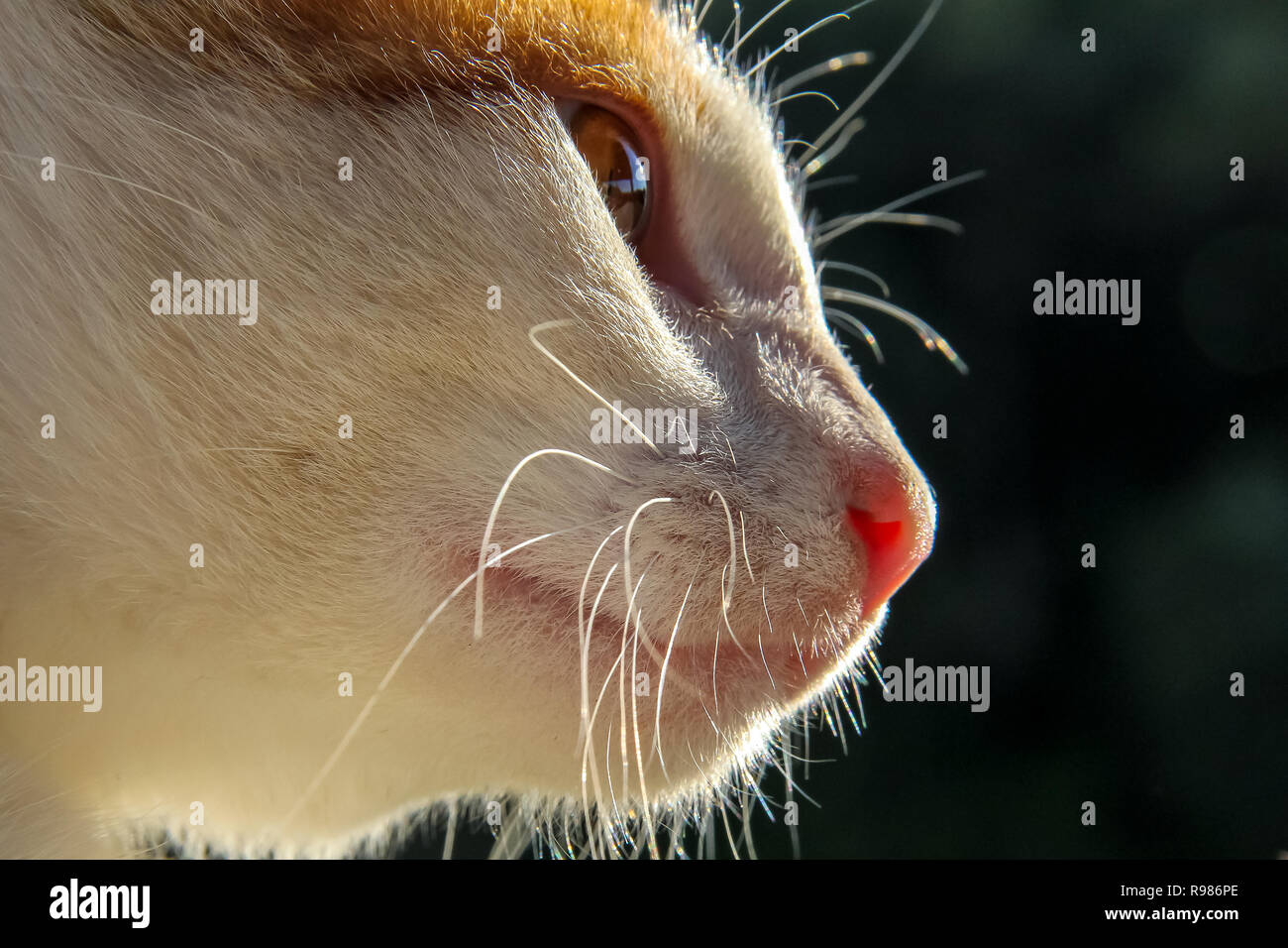 Cute rot weiße Katze Portrait auf Natur dunklen Hintergrund. Portrait von Ingwer weiße Katze. Katze ist klein domestizierten Fleischfresser Säugetier mit weichem Fell. Stockfoto