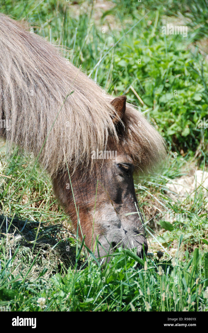 Ein Spotted Pony frisst Gras in einer Wiese Stockfoto