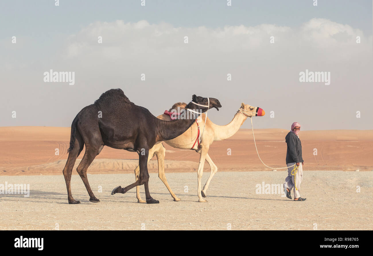 Madinat Zayed, Vereinigte Arabische Emirate, am 15. Dezember, 2017: arabische Mann mit seinen kamelen am Millionen Straße, wo Kamele gekauft und verkauft. Stockfoto