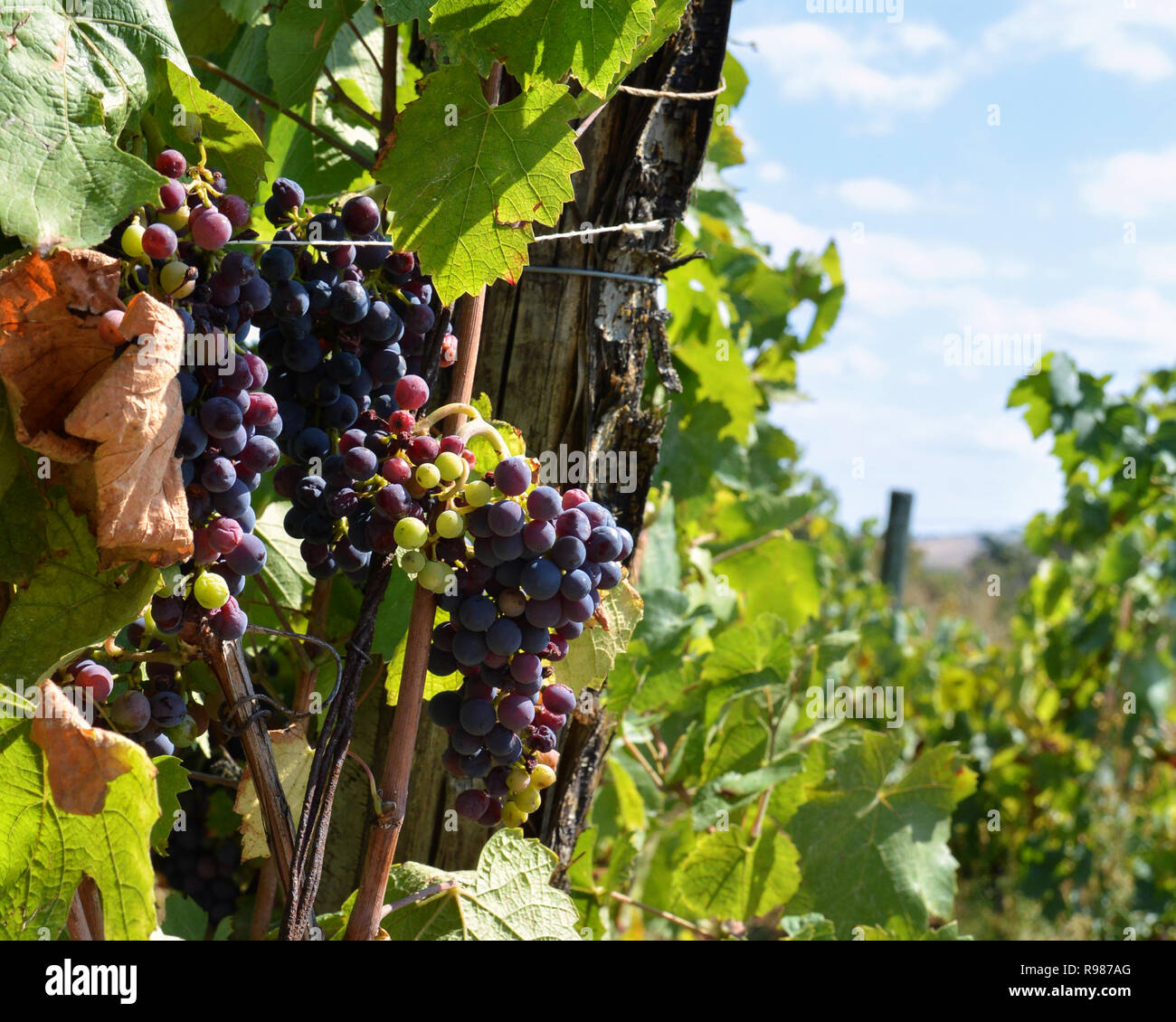 Eine Rebfläche Wein mit Trauben zu machen. Weinbau Landwirtschaft Stockfoto