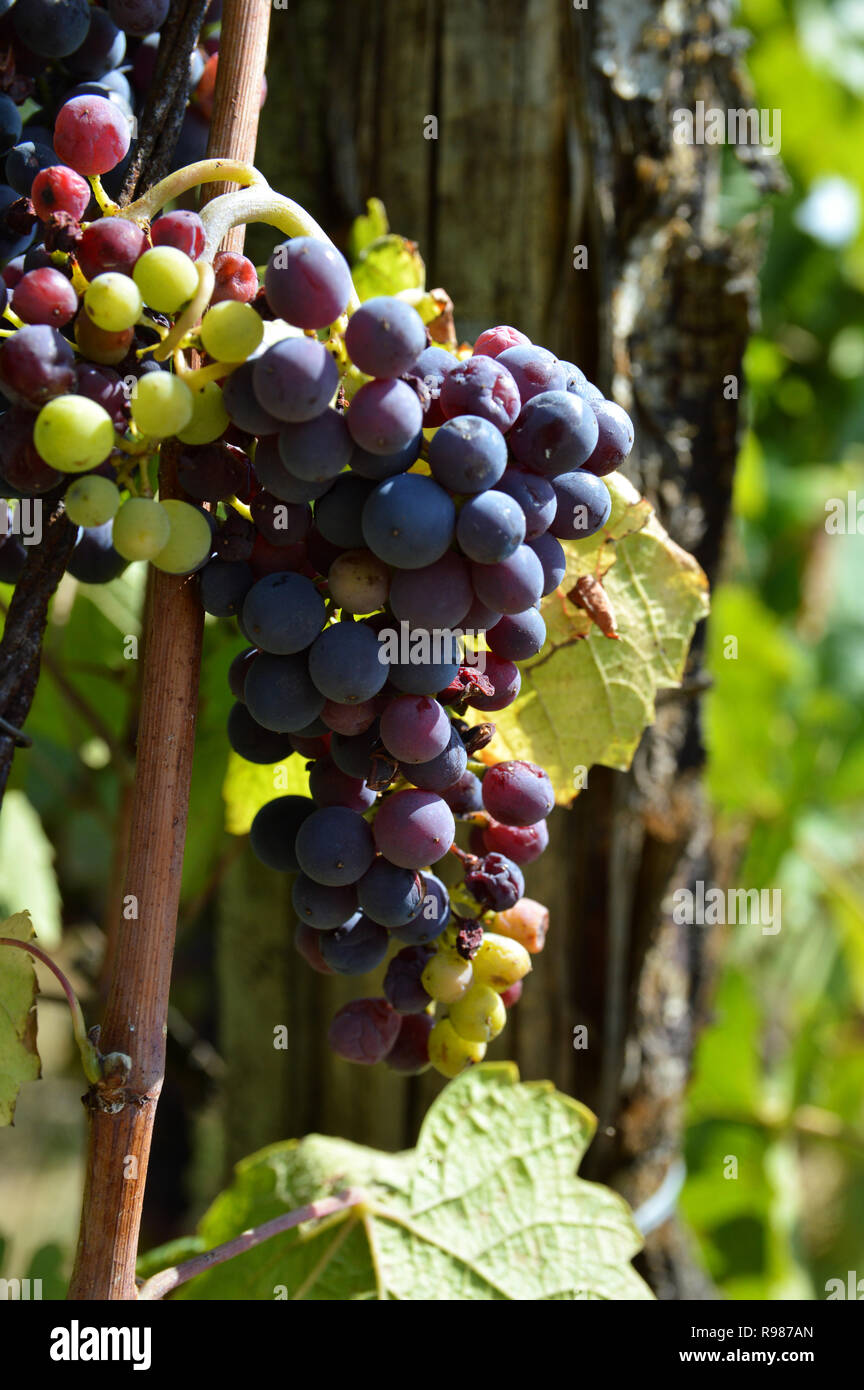 Eine Rebfläche Wein mit Trauben zu machen. Weinbau Landwirtschaft Stockfoto
