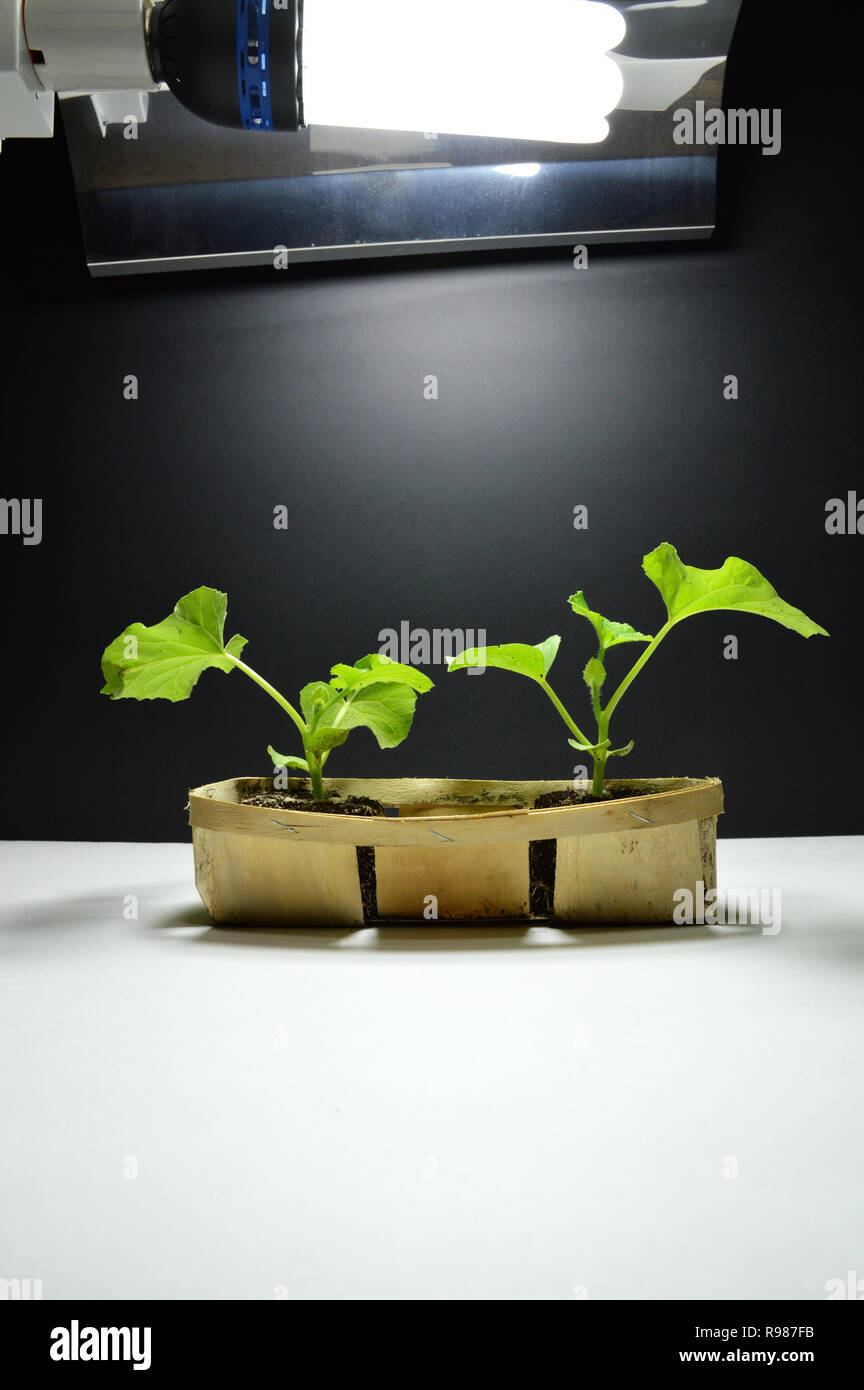 Melone Werk in Stück Boden Pflanze gepflanzt, und wächst unter Wachstum Lampe im Hallenbad Kultur. Stockfoto