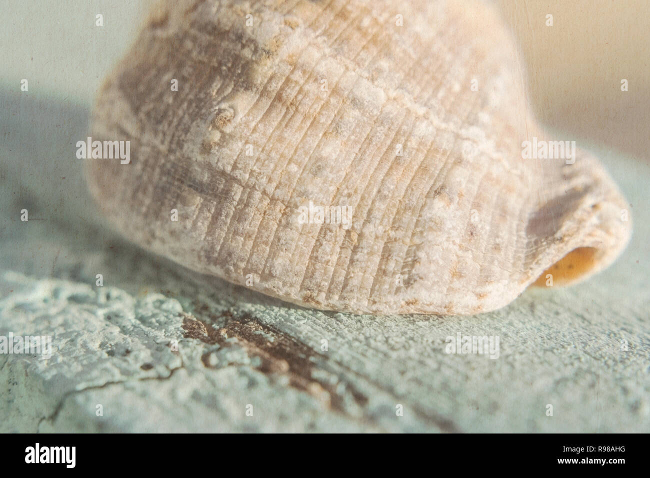 Die leeren schöne Schale einer Muschel liegt an einem türkisfarbenen Board mit dem auferlegten Textur Stockfoto