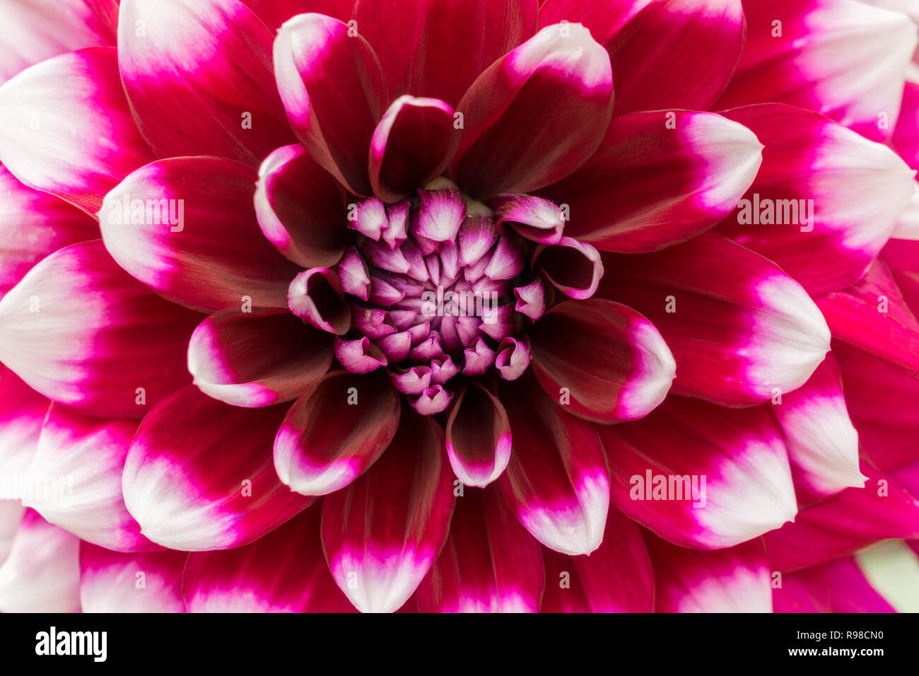 Nahaufnahme einer Dahlie Tomo (Asteraceae) Blüte im Spätsommer Stockfoto