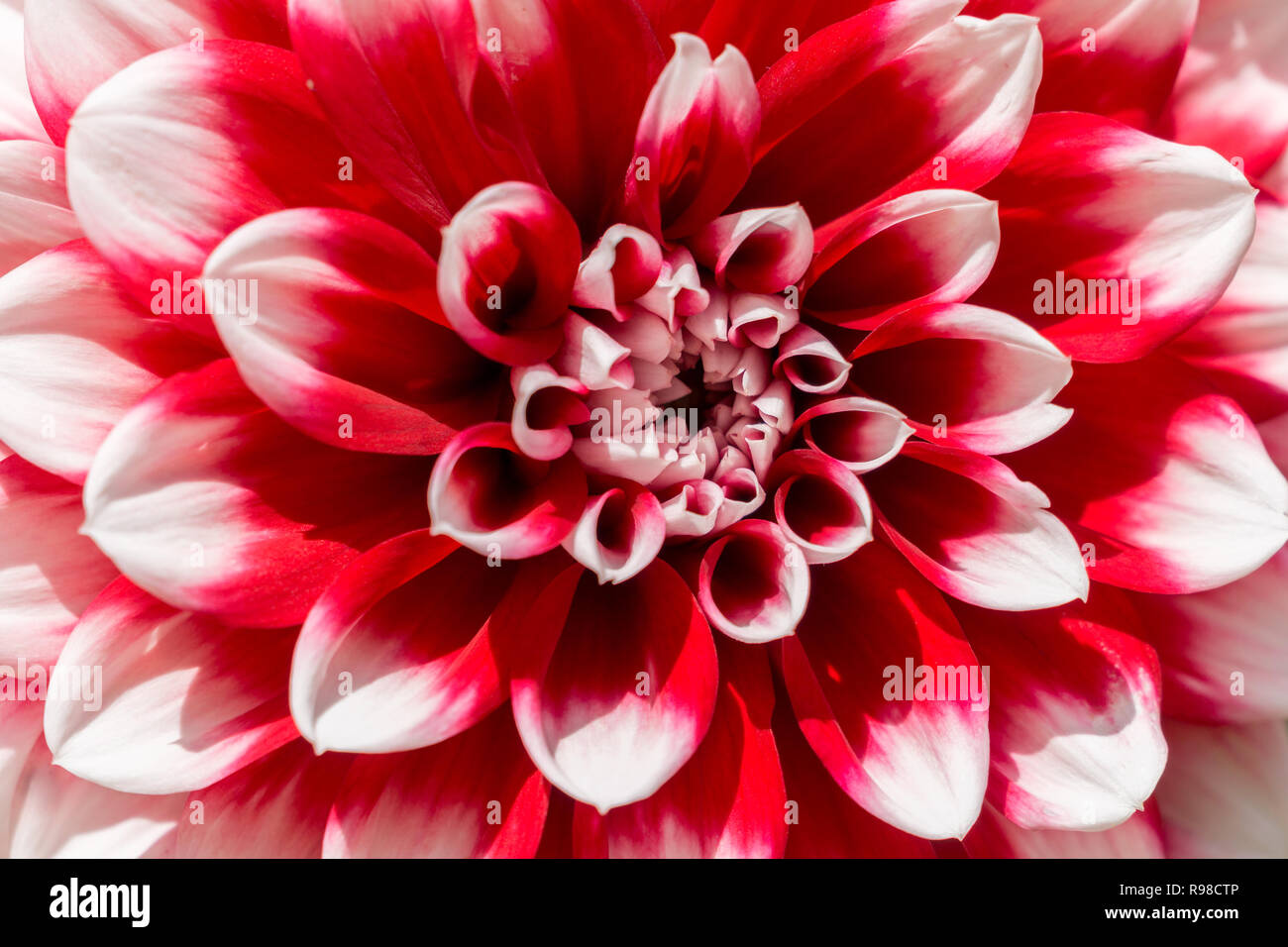 Nahaufnahme einer Dahlie Tomo (Asteraceae) Blüte im Spätsommer Stockfoto