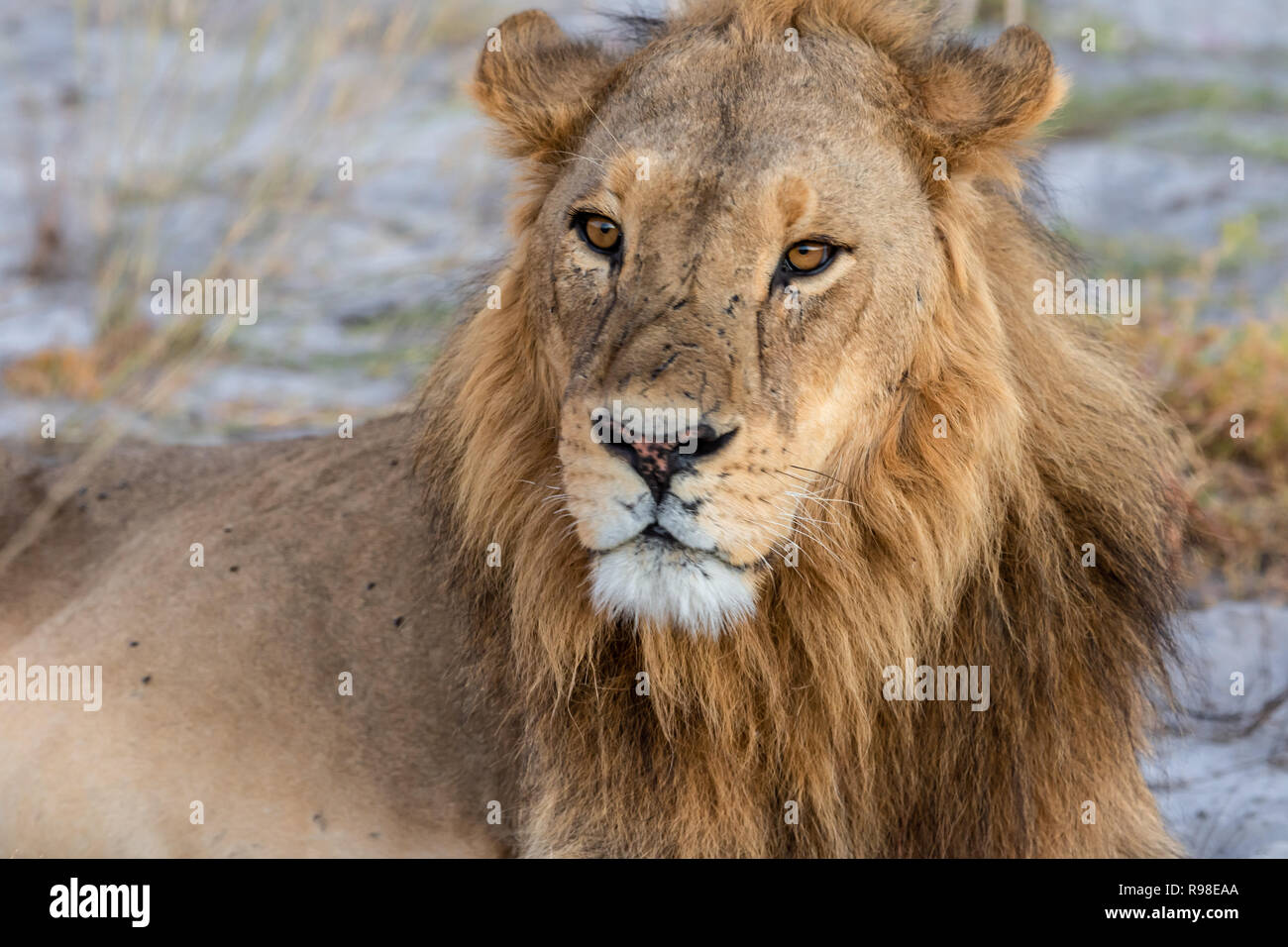 Männlicher afrikanischer Löwe (Panthera leo) mit blonden Mähne in Botswana, Afrika ruht. Sie sind als anfällig in ihrem Erhaltungszustand. Stockfoto
