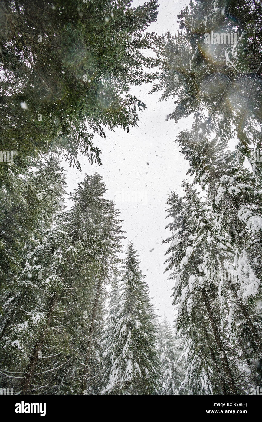 Auf der Suche durch den Wald Bäume zu fallenden Schnee und bewölktem Himmel. Stockfoto