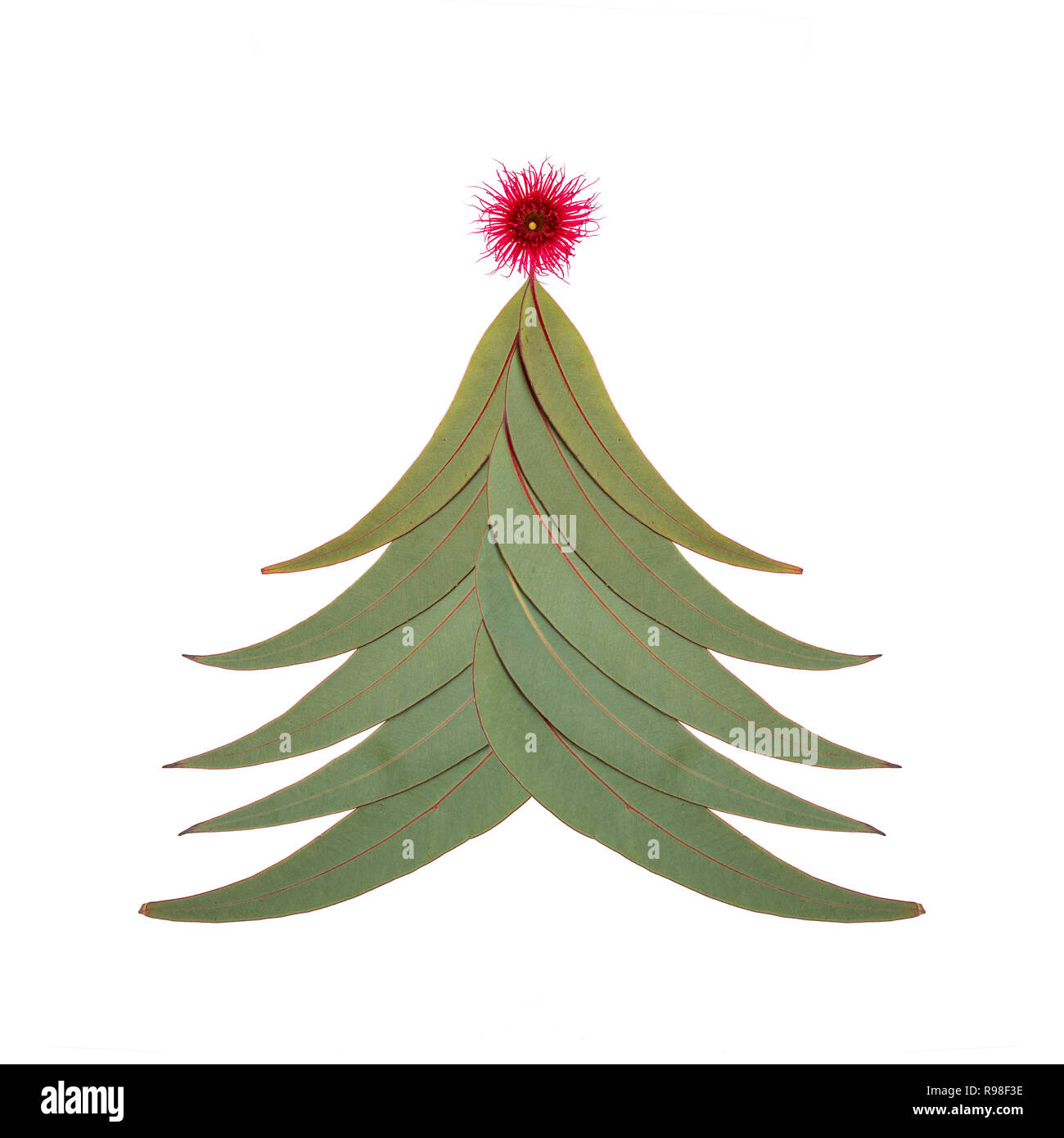 Ein australischer Weihnachtsbaum aus Australischen gum Baum Blätter mit einem kleinen roten Gummi Mutter blühen wie der Stern Stockfoto