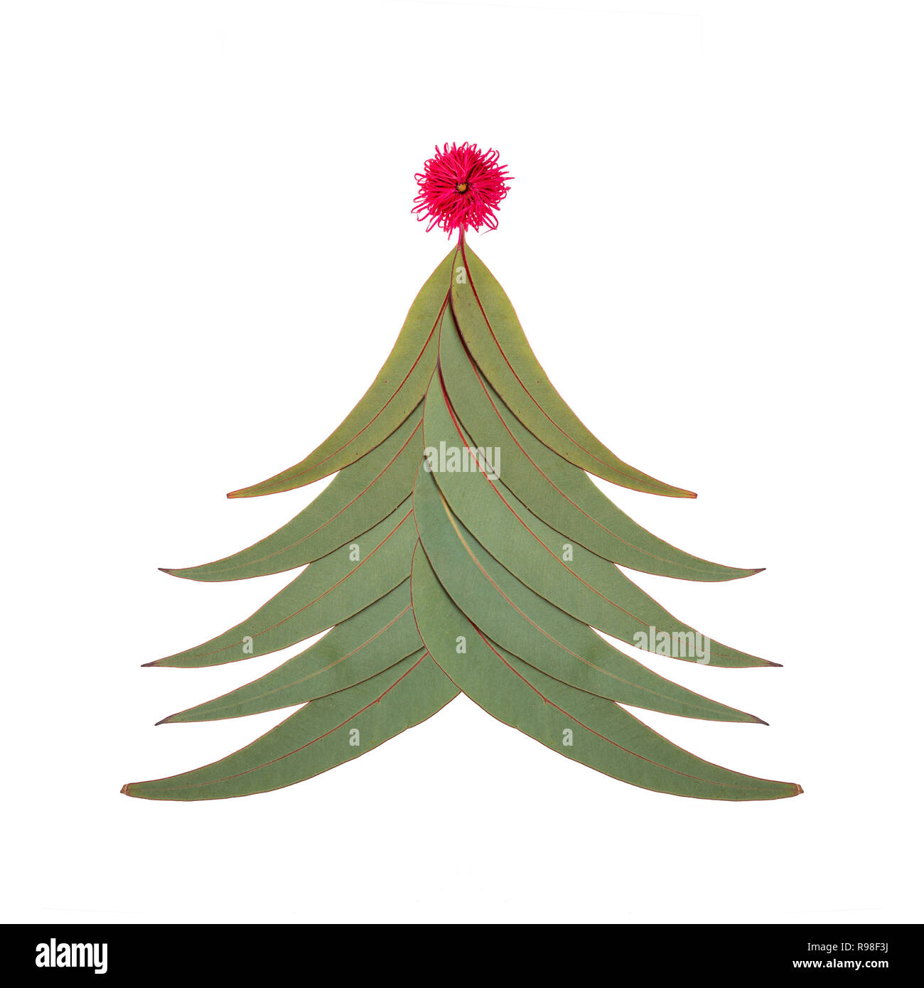 Ein australischer Weihnachtsbaum aus Australischen gum Baum Blätter mit einem teilweise geöffneten red gum Mutter blühen wie der Stern Stockfoto