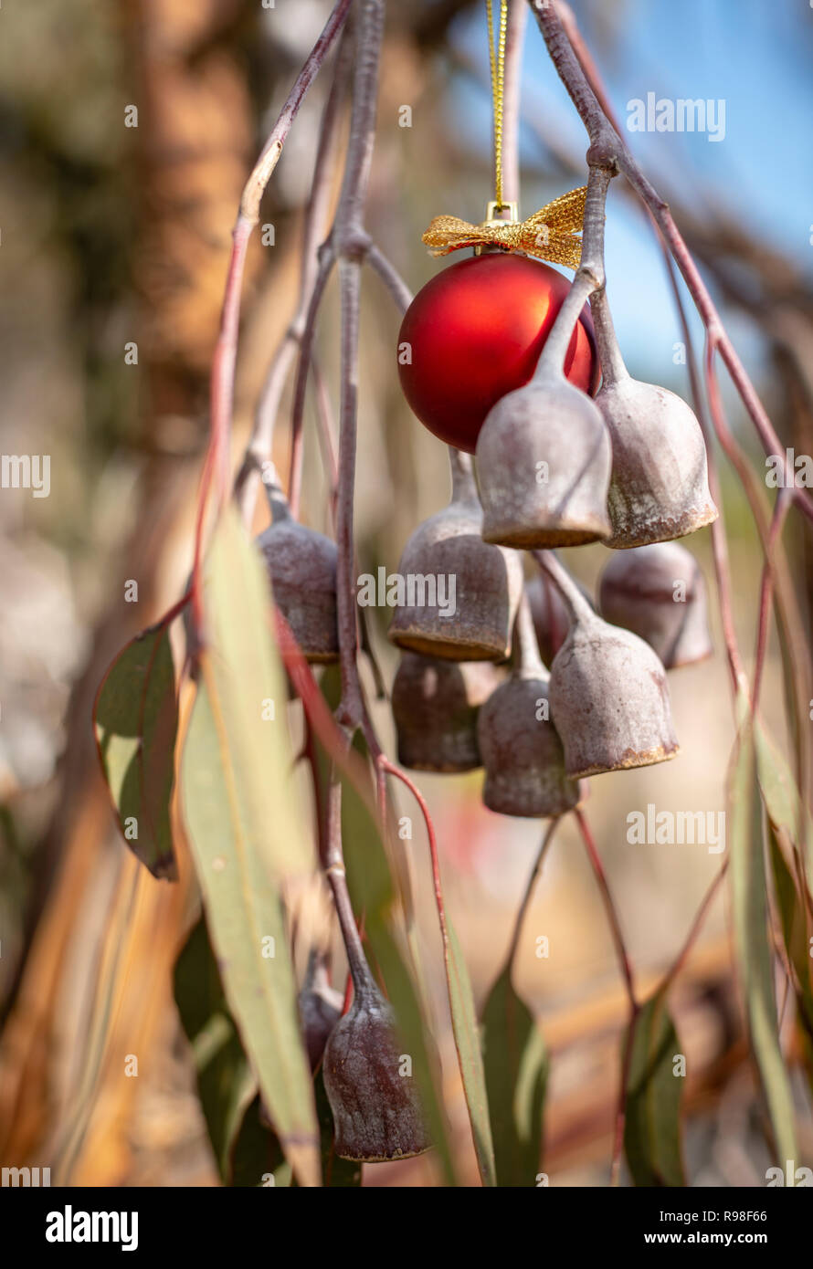 Eine australische Weihnachten, Gum Tree und Gum-Muttern mit einem roten Weihnachtskugel, vertikal Stockfoto