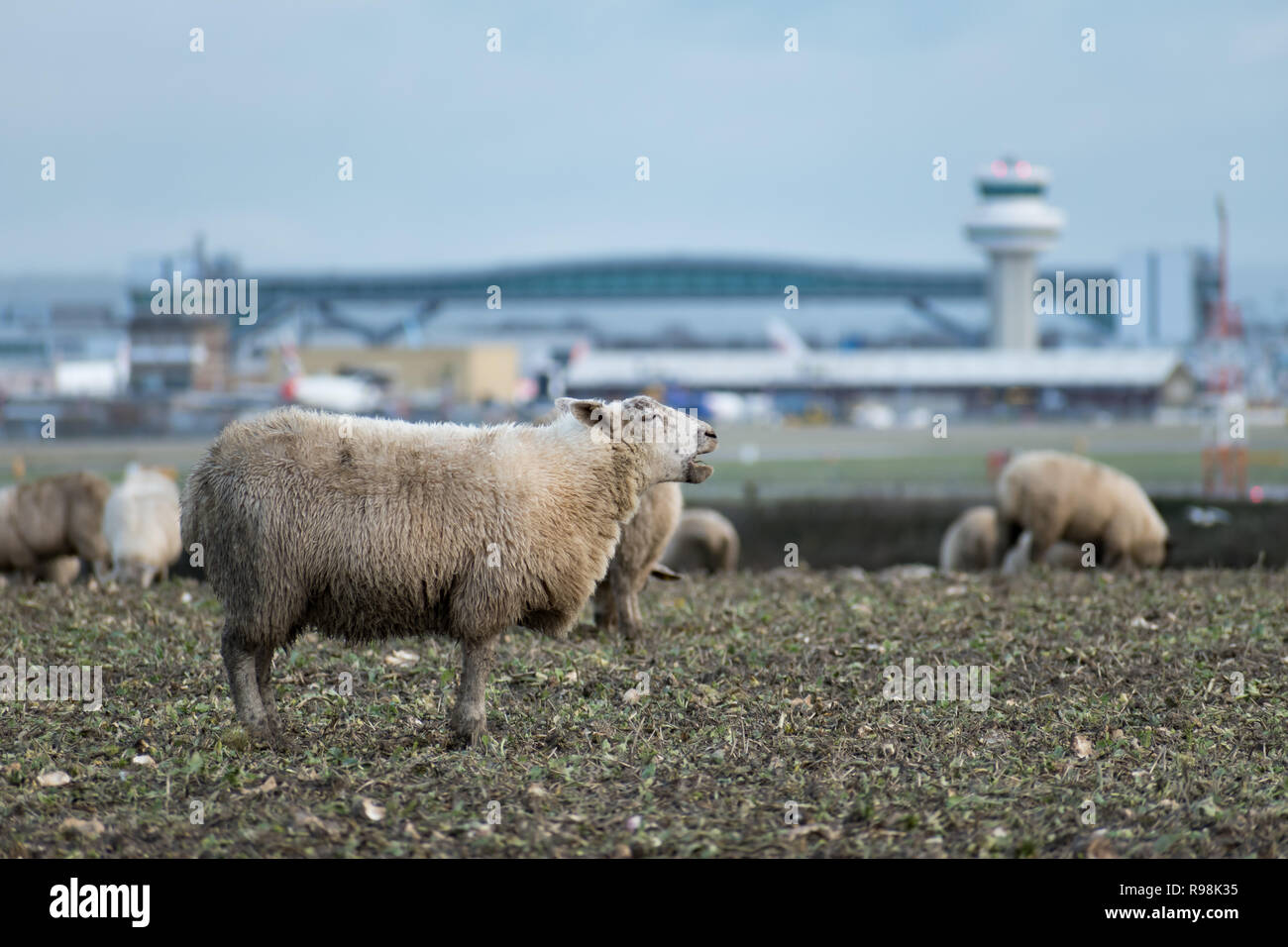 Ein Schaf blökt während der Beweidung auf Flächen, bei denen eine neue zweite Start- und Landebahn vorgeschlagen ist in London Gatwick Flughafen gebaut werden, in der Nähe von Crawley, West Sussex, UK. Stockfoto