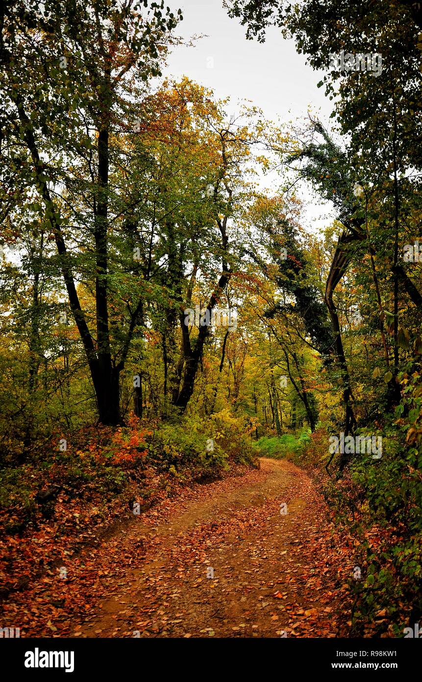 "Der Herbst ist ein zweiter Frühling, wenn jedes Blatt ist eine Blume." Stockfoto