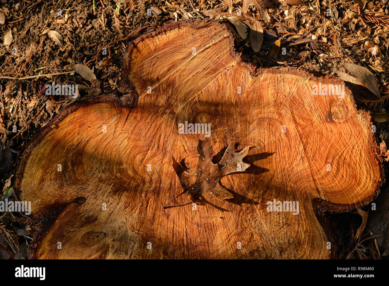 Herbst-Licht Stockfoto