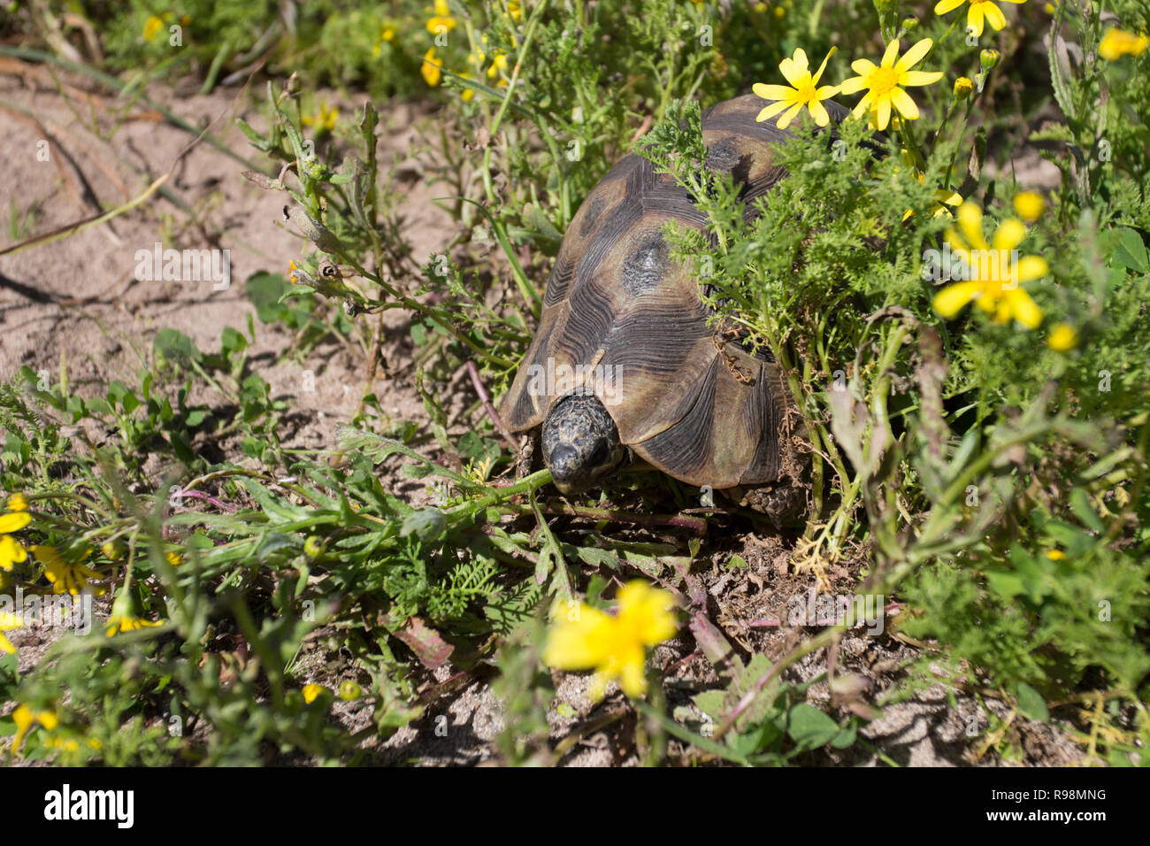 Ein gewinkelt Schildkröte in der West Coast National Park Südafrika Stockfoto