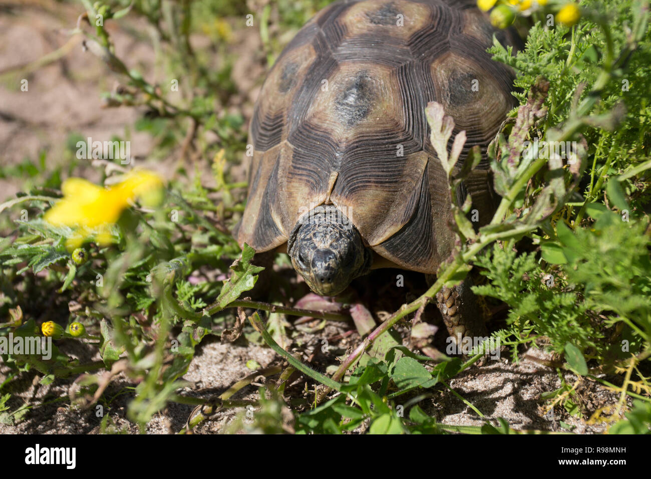 Ein gewinkelt Schildkröte in der West Coast National Park Südafrika Stockfoto