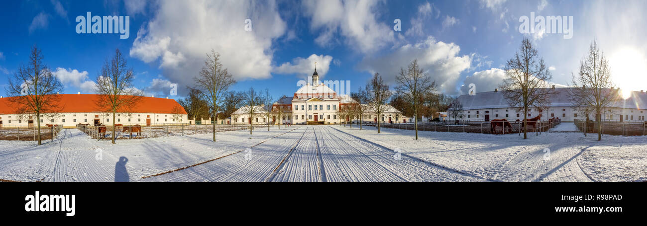 Zuchtpferde, Neustadt Dosse, Deutschland Stockfoto