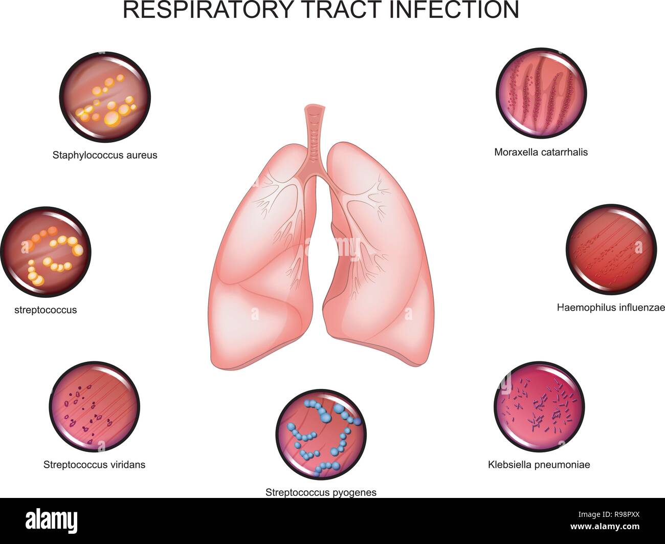Vector Illustration von Lunge und Atemwege Stock Vektor