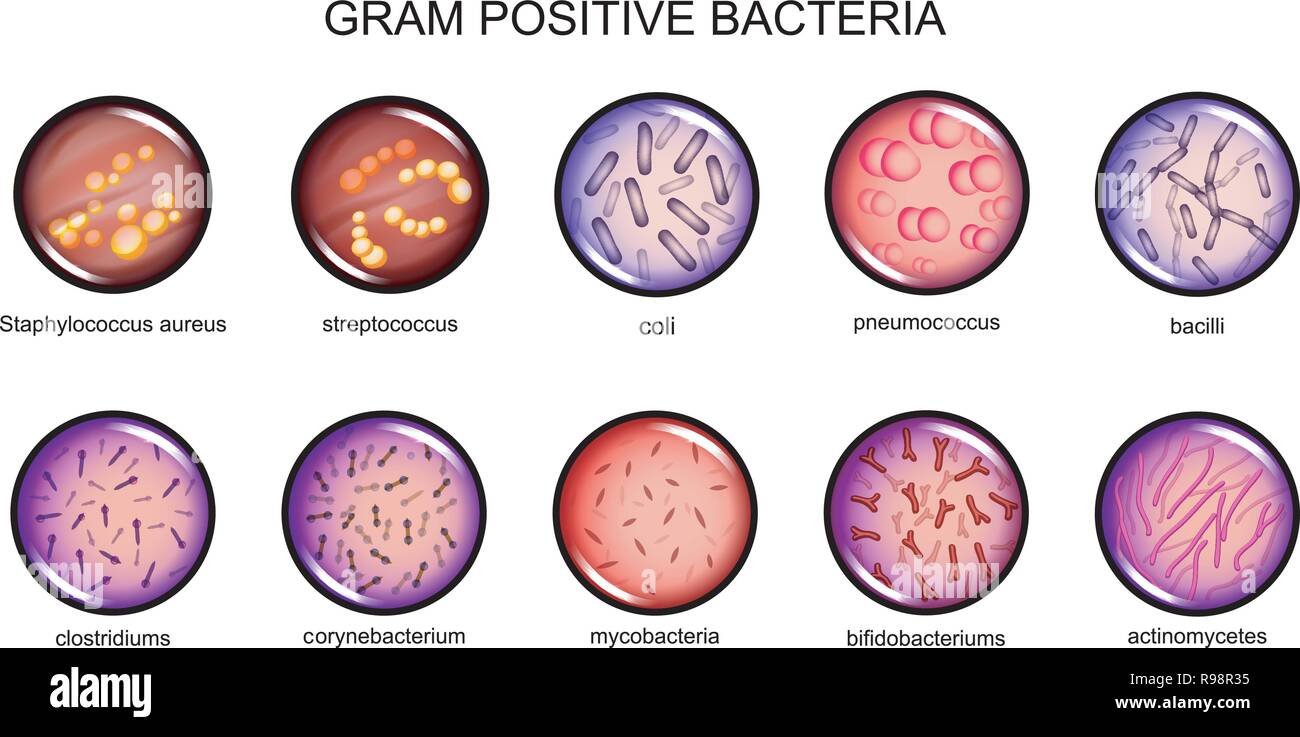 Vector Illustration von gram-positiven Bakterien. Mikrobiologie. Bakteriologie Stock Vektor