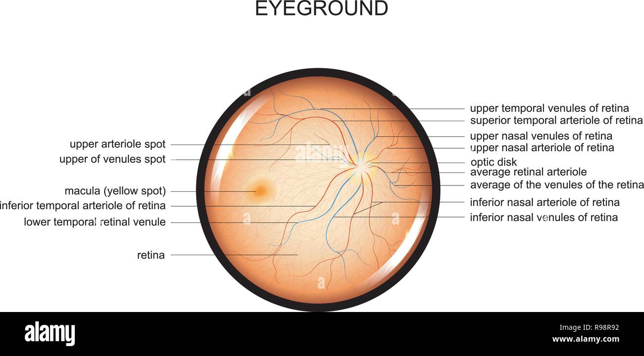 Vector Abbildung der Anatomie des Augenhintergrunds Stock Vektor