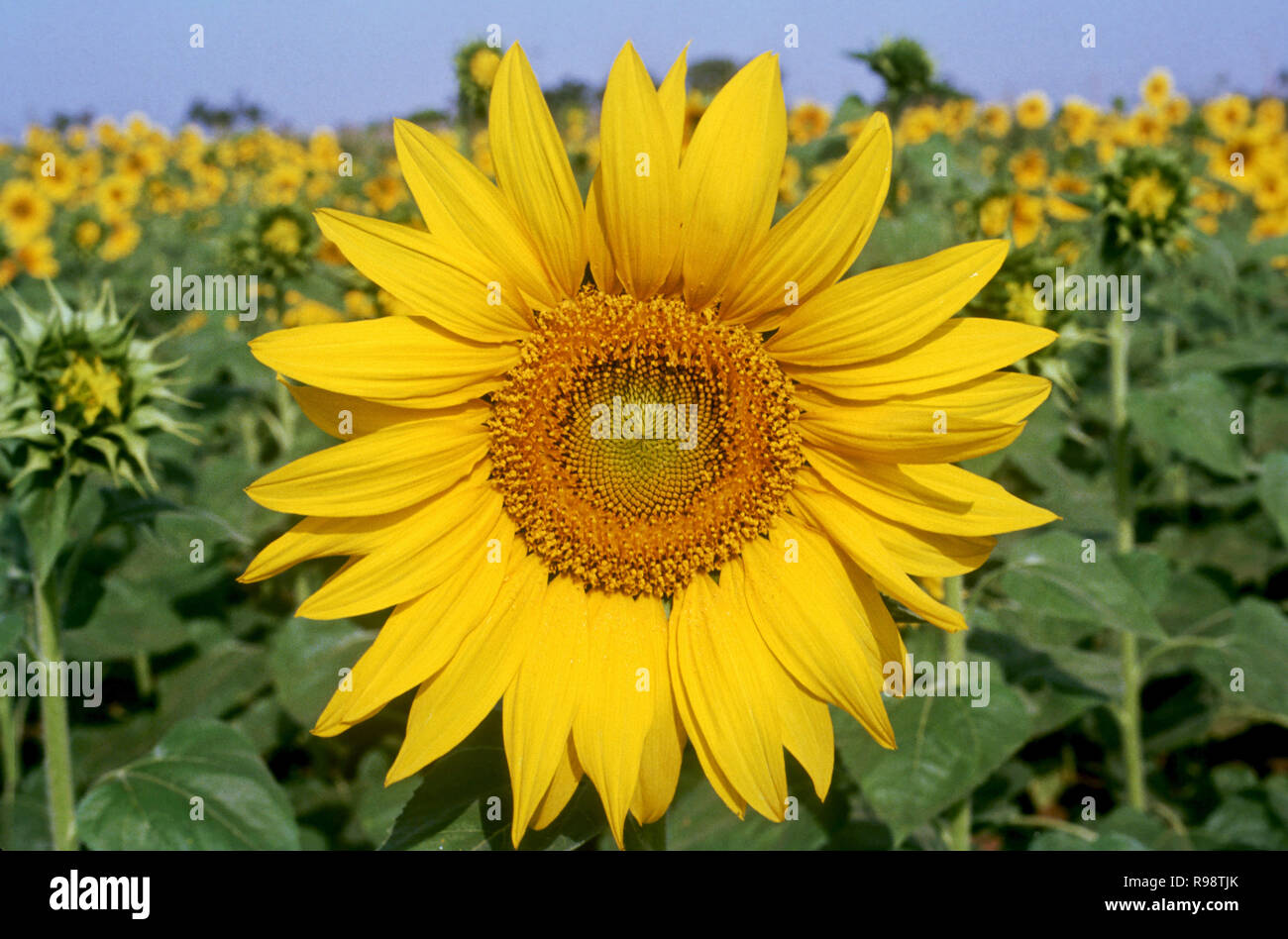 Sonnenblumen wachsen in Felder, Nasik, Maharashtra, Indien Stockfoto
