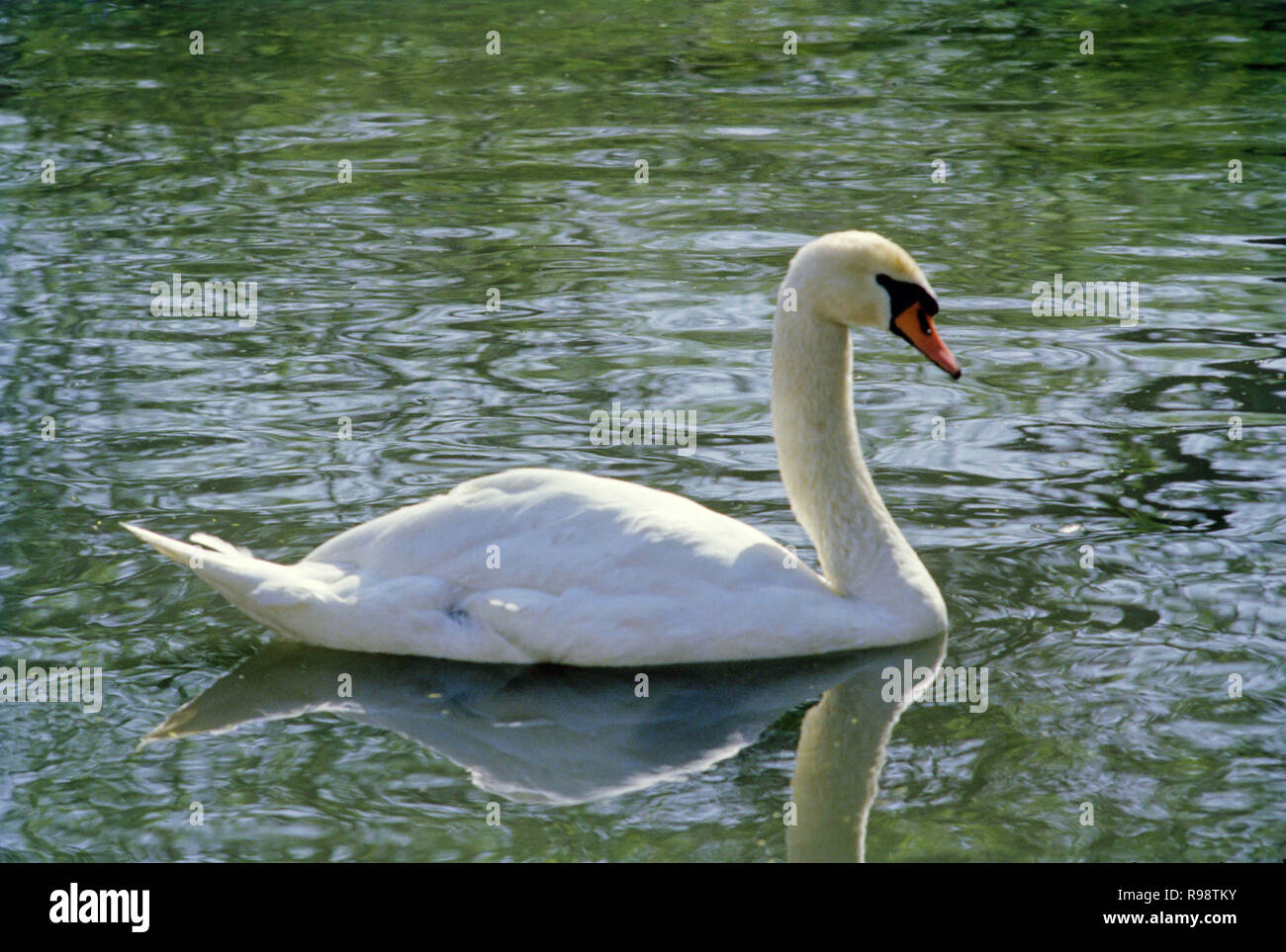 Swan Stockfoto