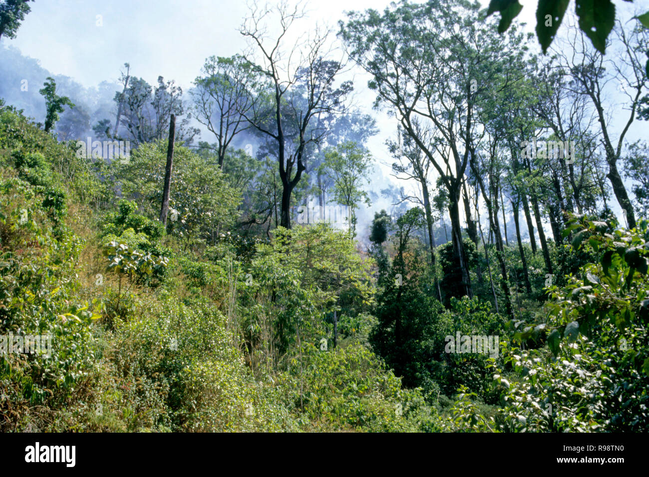 Smoke, Silent Valley National Park, Nilgiri Hills, Kerala, Indien Stockfoto