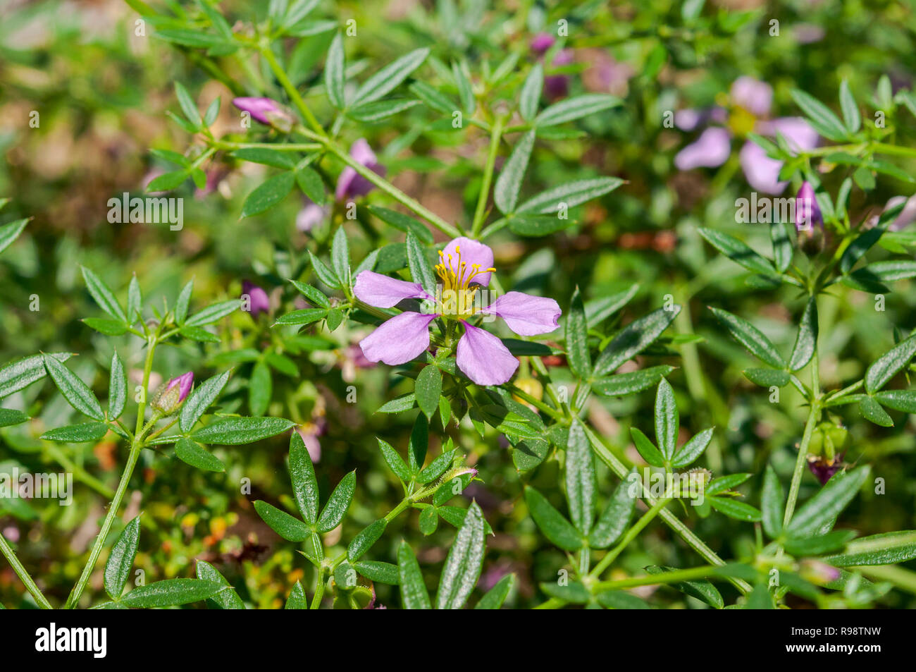 Blumen von Fagonia cretica. Es ist eine Art von Blütenpflanzen in der Familie caltrop, Zygophyllaceae. Foto in Santa Pola, Provinz Alicante genommen Stockfoto