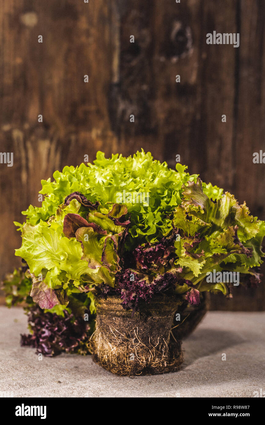 Gemischter Salat mit Erde, Holz- Hintergrund Stockfoto