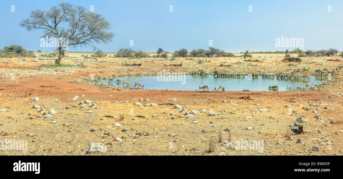 Weitwinkel panorama wilde Tiere wie Zebras, hartebeests und Springböcke trinken bei Okaukuejo Wasserloch im Etosha National Park, Namibia. Blauer Himmel, kopieren. Trockenzeit. Stockfoto