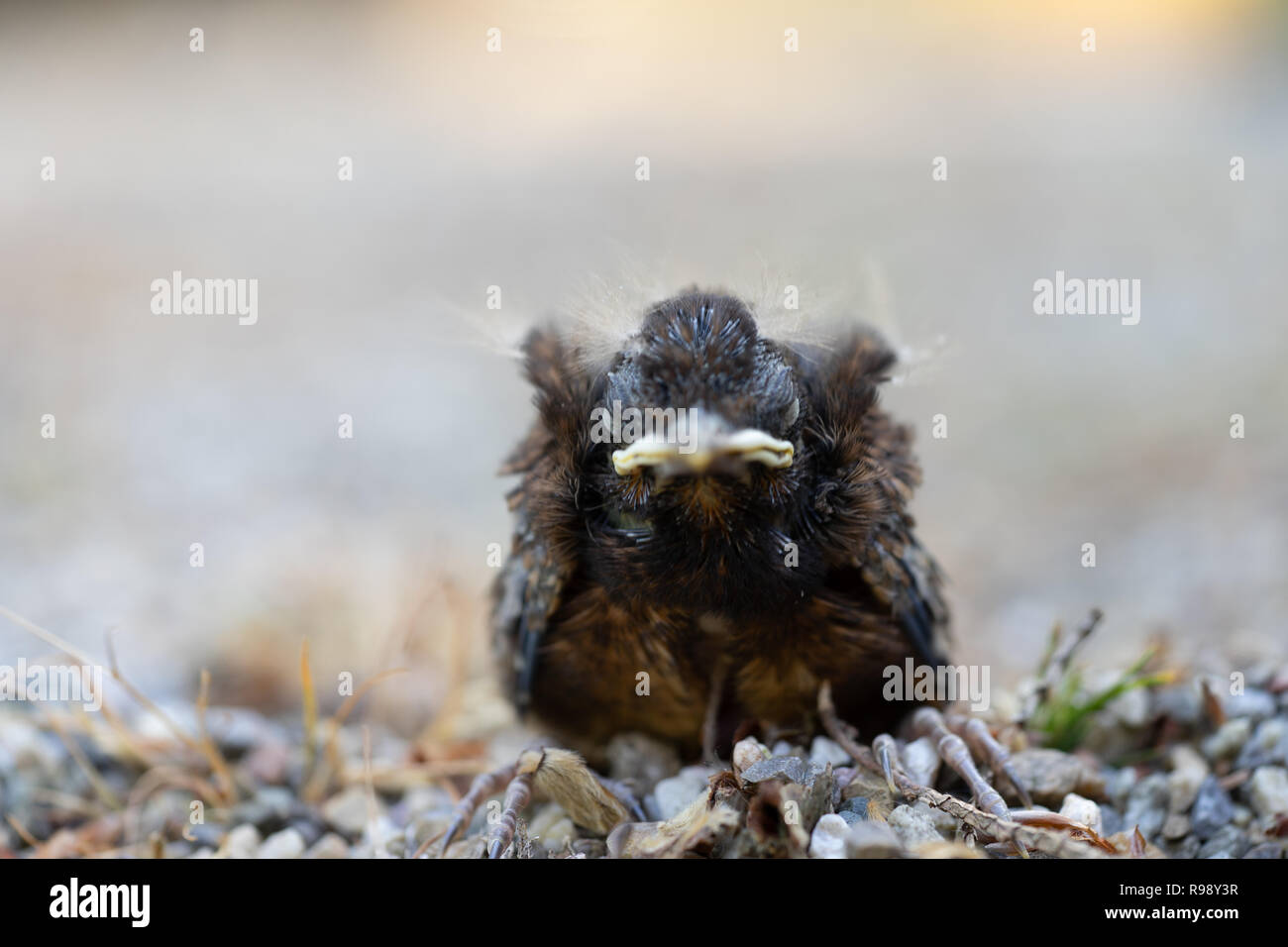 Nahaufnahme einer jungen Amsel (Turdus merula) nach einem Sturz aus dem Nest. Stockfoto