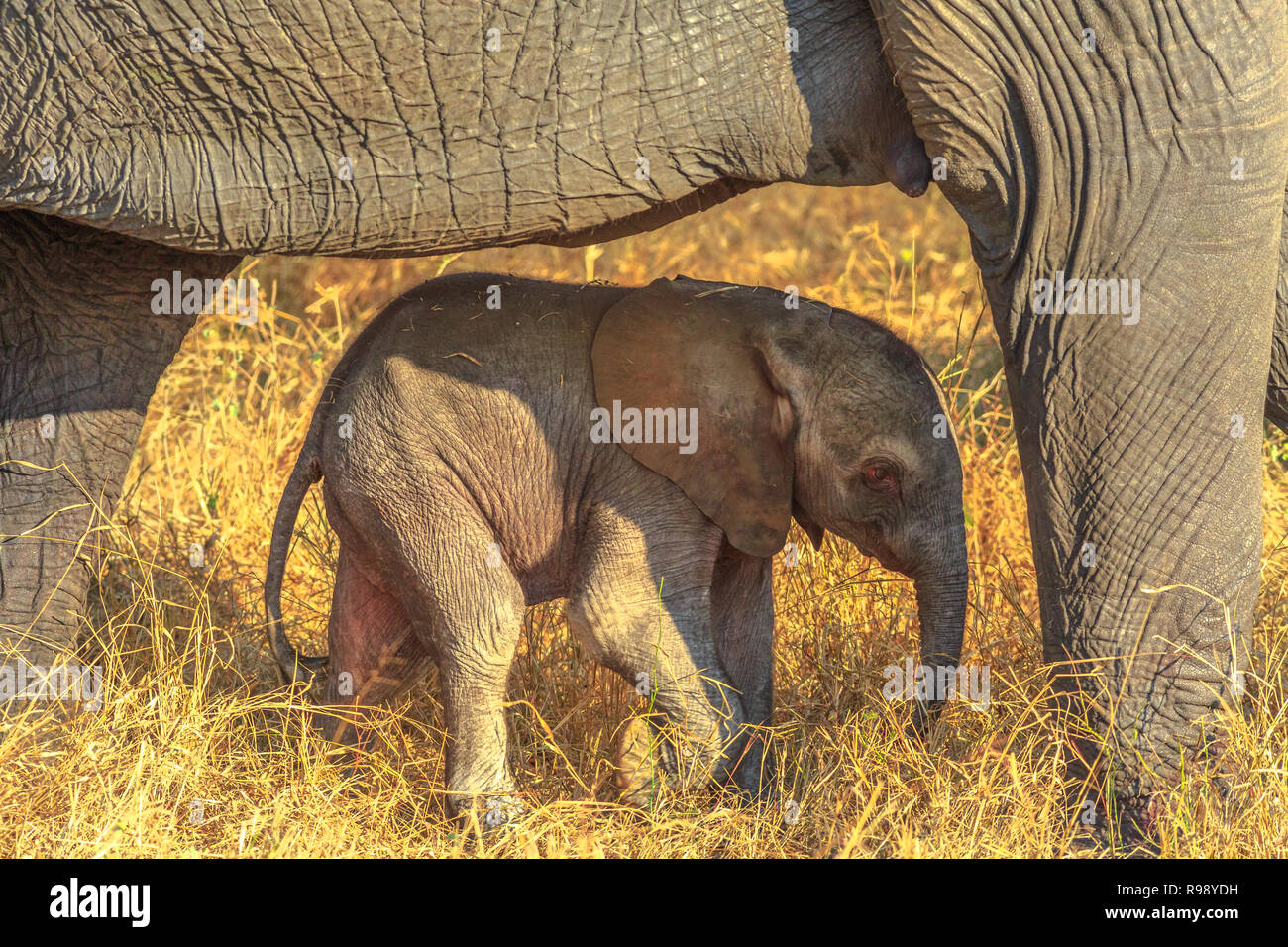 Elefant Kalb von Mom geschützt. Safari Pirschfahrt im Pilanesberg National Park, Südafrika. Der afrikanische Elefant ist ein Teil der Großen Fünf. Stockfoto