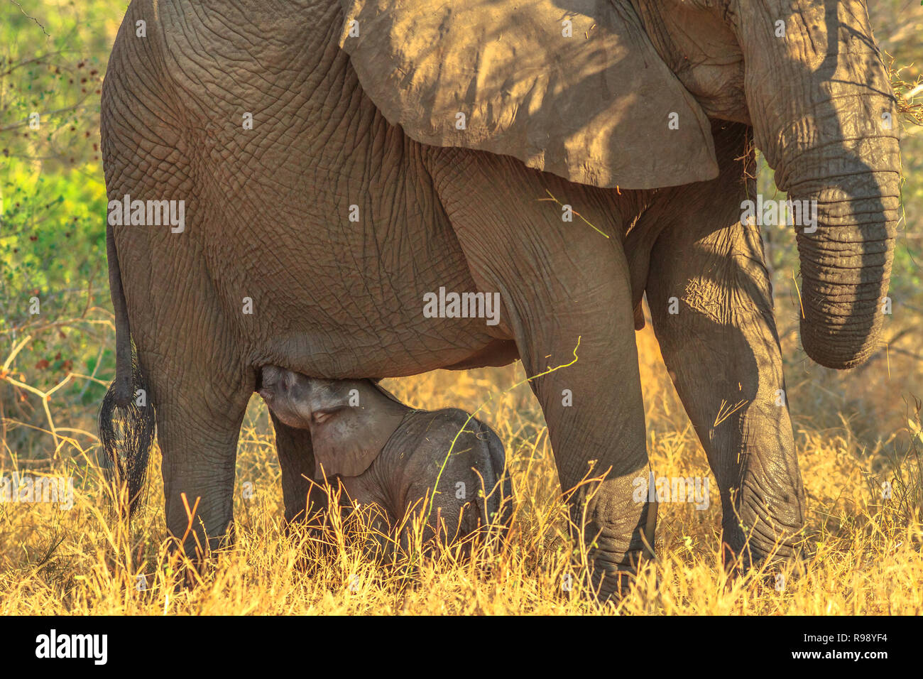 Elefant Kalb trinken Milch von der Mutter. Safari Pirschfahrt im Pilanesberg National Park, Südafrika. Der afrikanische Elefant ist ein Teil der Großen Fünf. Stockfoto