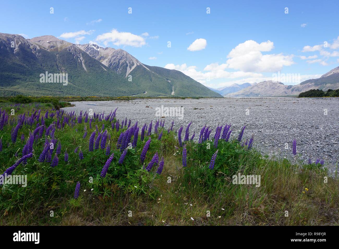 Purple Fringing Lupinen einem trockenen Flussbett in den südlichen Alpen Neuseelands Südinsel Stockfoto