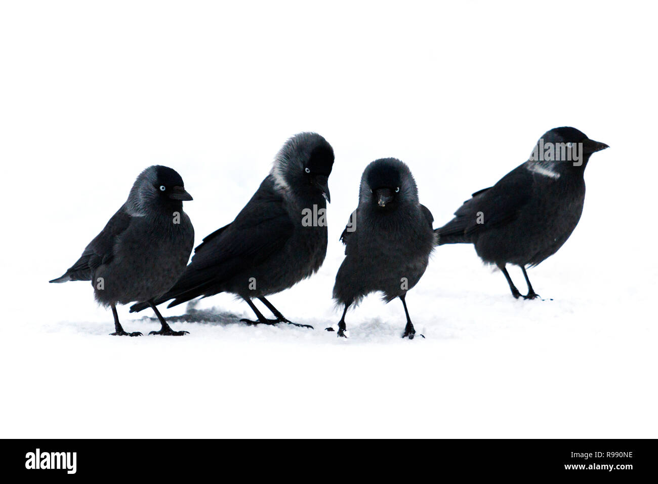 Schwarze Vögel (Western jackdaw) weißen Schnee gehen Stockfoto