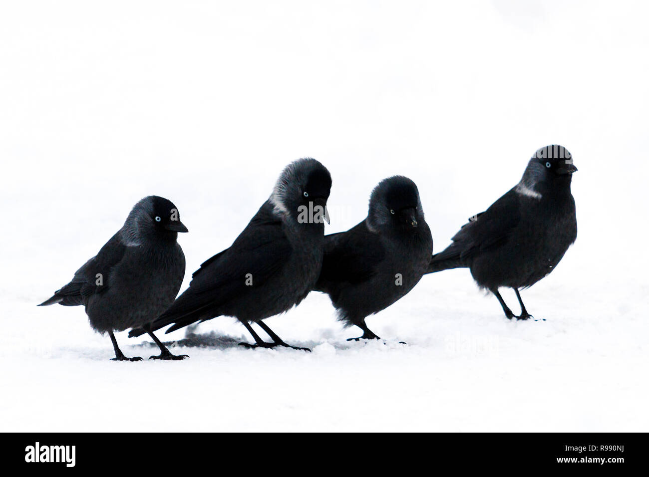 Lustige schwarze Vögel gehen weißen Schnee Stockfoto