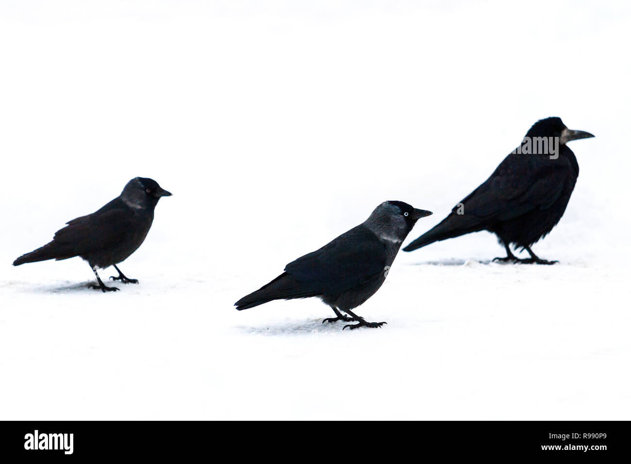 Drei schwarze Vögel auf weißem Schnee Stockfoto