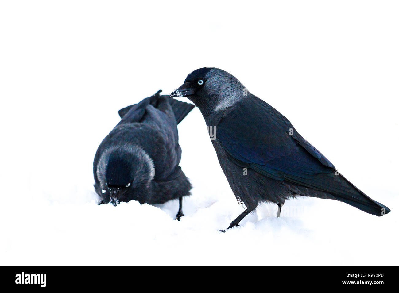 Zwei schwarze Vögel sind auf der Suche nach Nahrung in den weißen Schnee Stockfoto