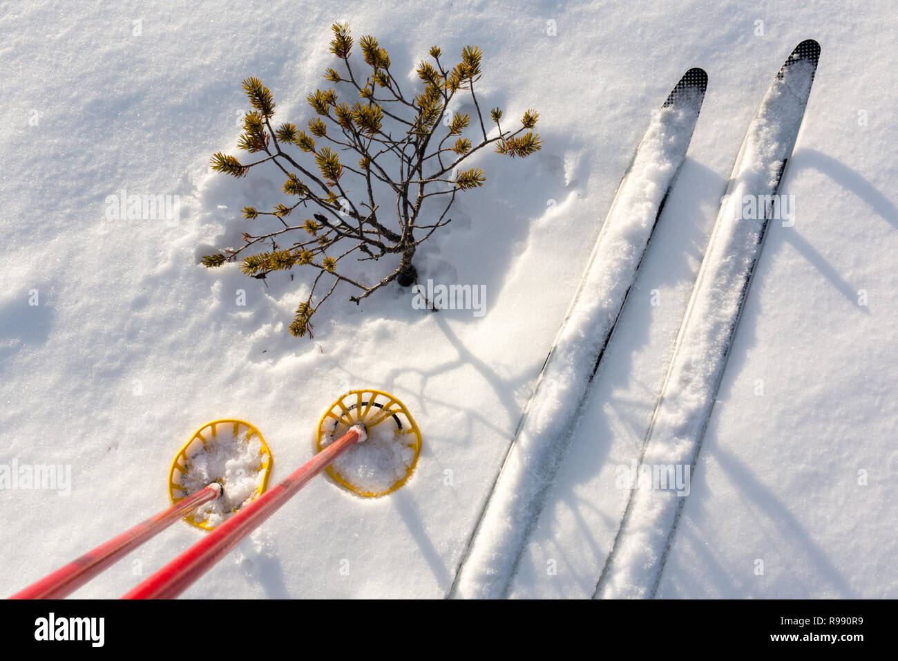 - Die Langlaufskier und Skistöcke auf weißem Schnee mit kleinen verkümmert Kiefer. Stockfoto